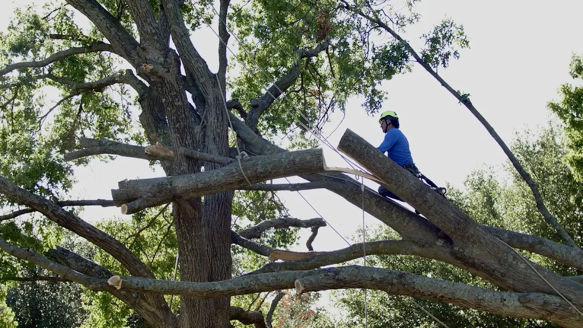 Professional Crown Thinning performed by certified arborists in Brunson